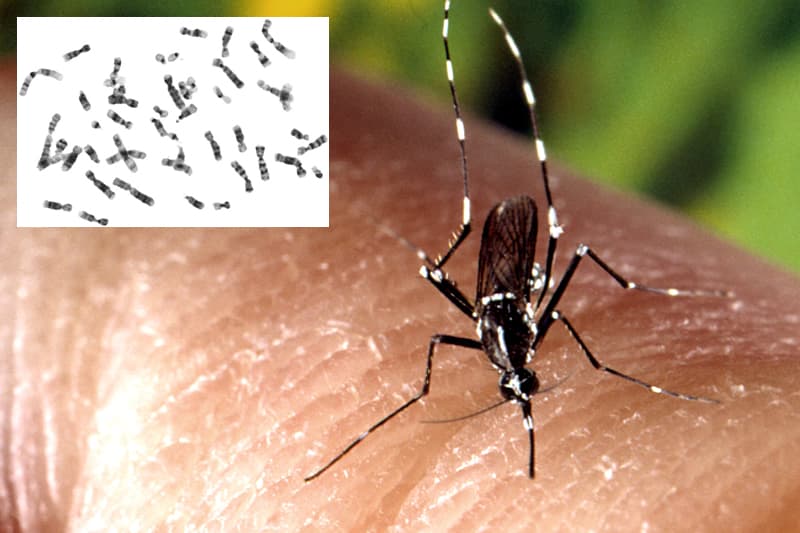 Des moustiques génétiquement modifiés pour contrer le Zika