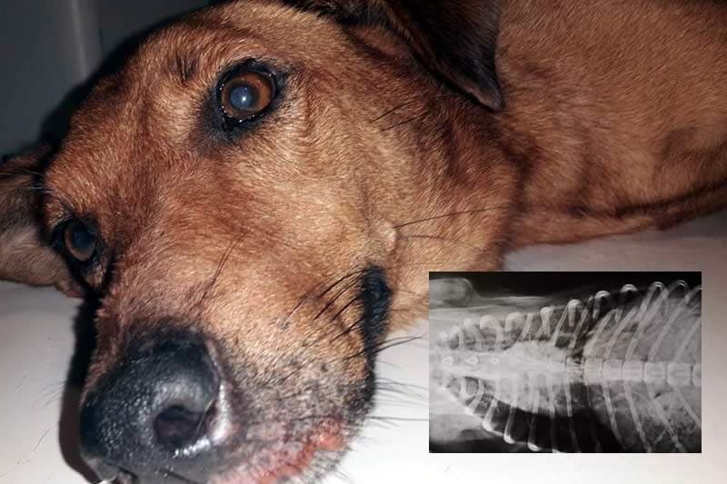 Un chien sodomisé à La Réunion : l’horreur de la maltraitance !
