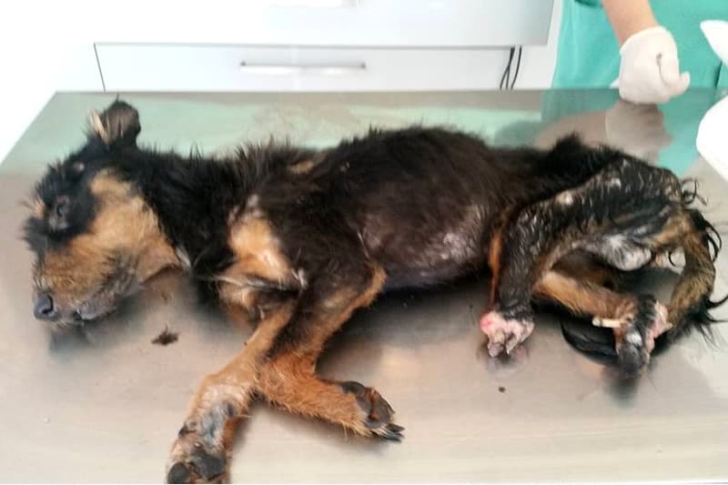 Chouilla : la toile émue et révoltée par ce chien mutilé à La Réunion