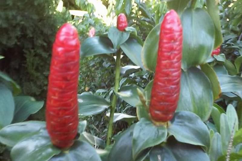 Des fleurs aux formes très équivoques en bourgeon dans les Hauts de Saint-Philippe