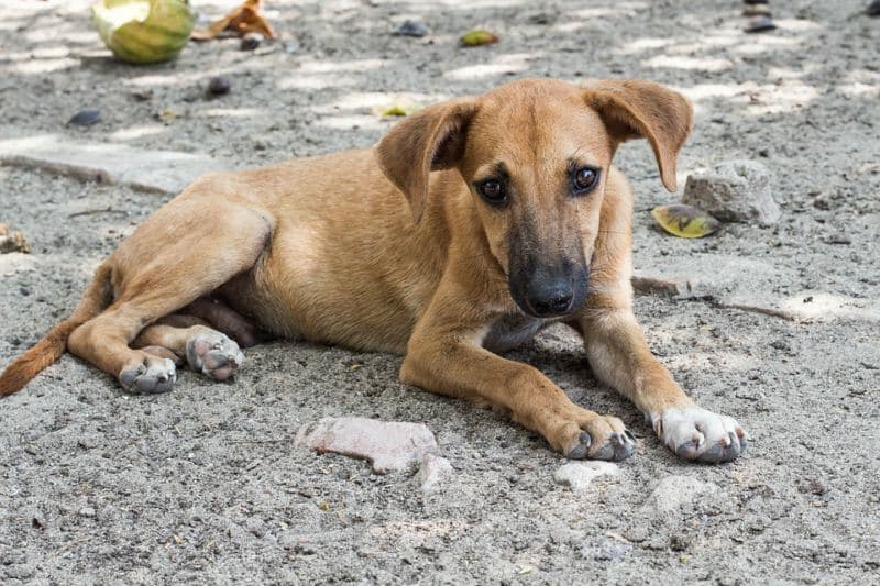 Sauvade, l’association au chevet des animaux plébiscitée par Vogue