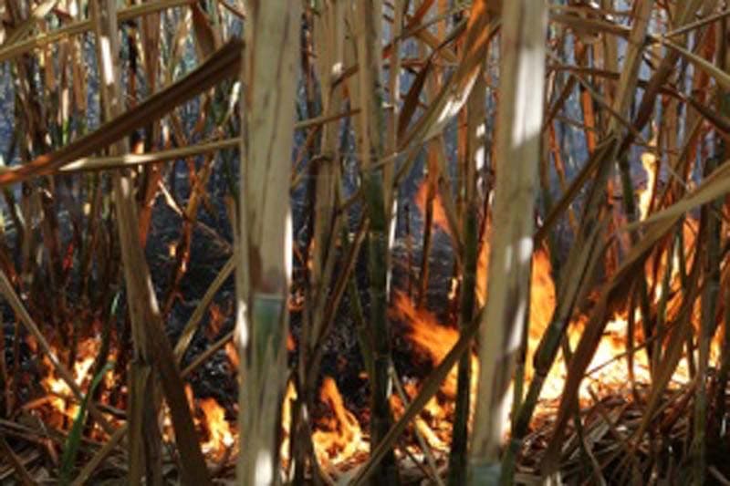 Incendies intempestifs à Domenjod, un champ de cannes encore ravagé
