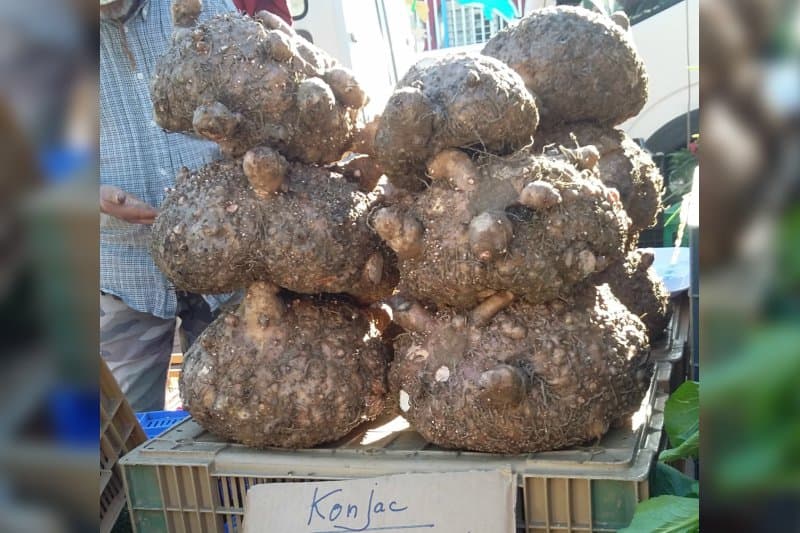 Le konjac : un bulbe étrange et miraculeux arrive sur les étals réunionnais
