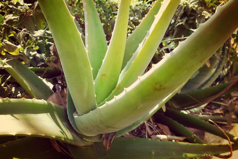 aloe-vera