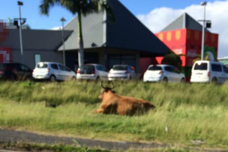 Saint-Pierre : un bœuf contemplatif devant un fast-food attend son tour ?