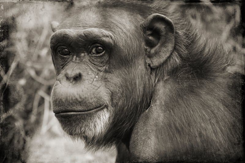 Le zoo de Saint-Denis ne sera plus qu'un souvenir