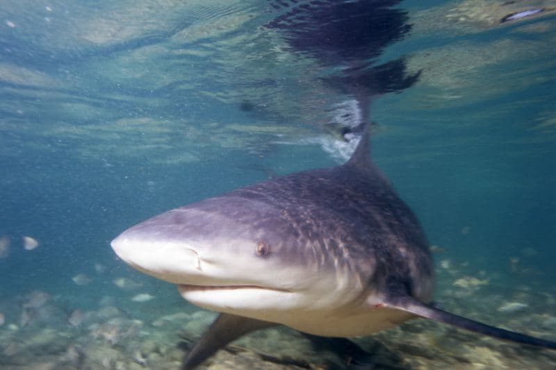 Requin-BOuledogue
