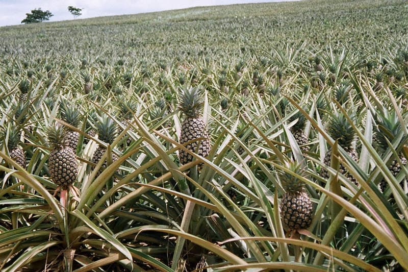 agriculture-la-reunion
