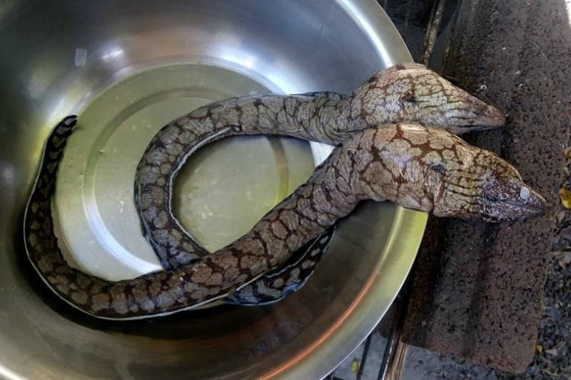 Il va faire cuire ces étranges poissons pour les manger