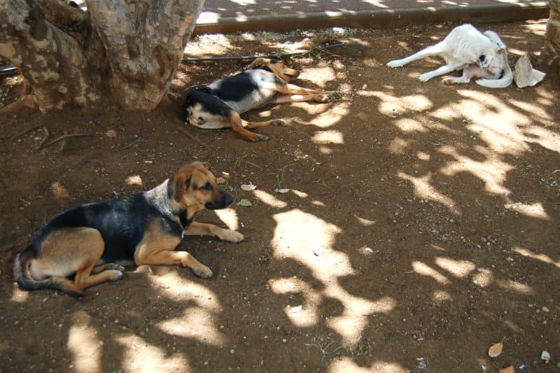 Les chiens errants à La Réunion : une question de responsabilisation