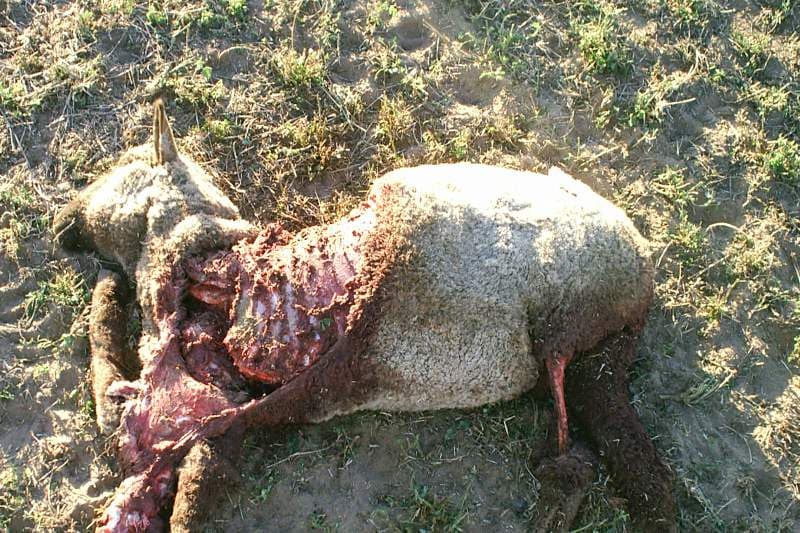 mouton-mort
