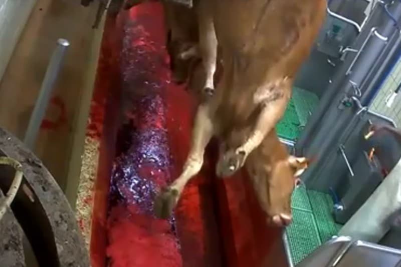 Limoges : de nombreuses vaches en gestations sont tuées chaque jour à l’abattoir.