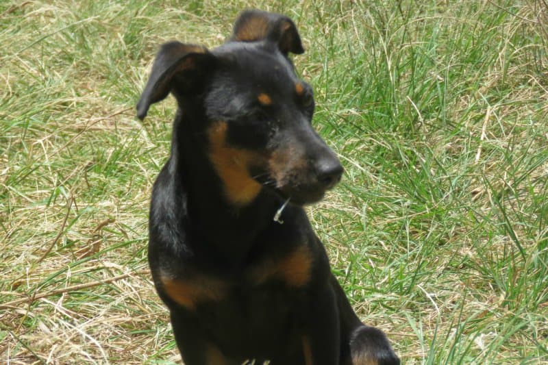 Une chienne retrouvée avec un hameçon dans la gueule