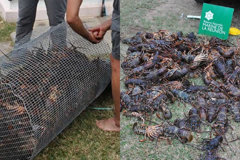 Braconnage : 130 langoustes saisies à l'Étang-Salé