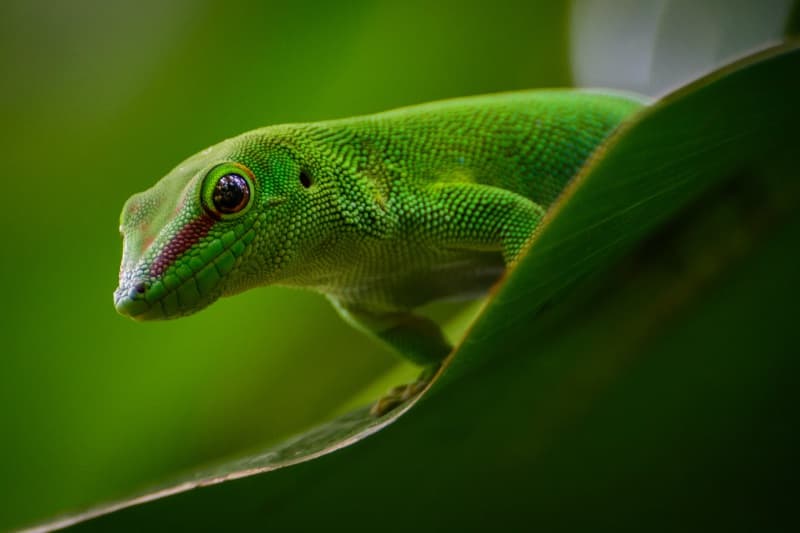 « Geckos à vendre » entre 60 et 80 euros à La Réunion