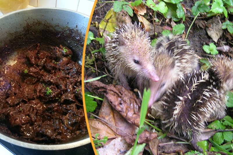 chasse-civet-tangue