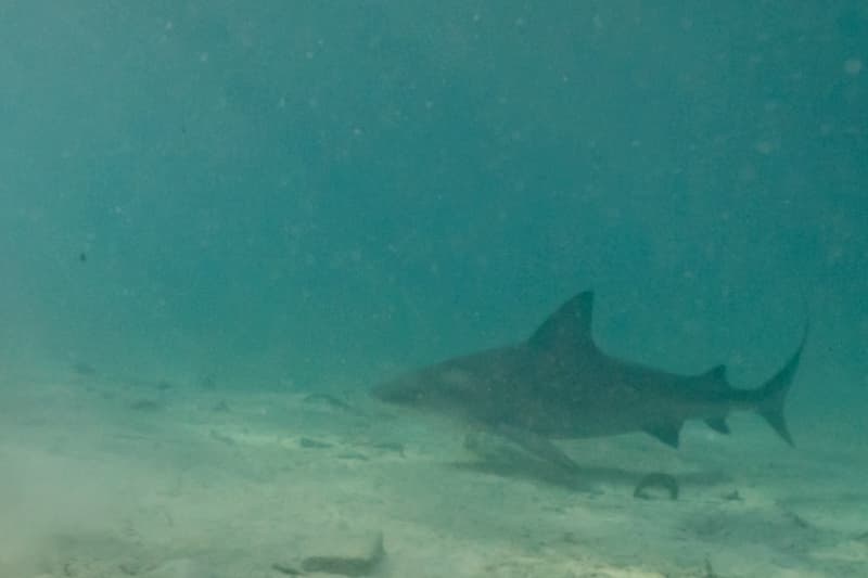 requin