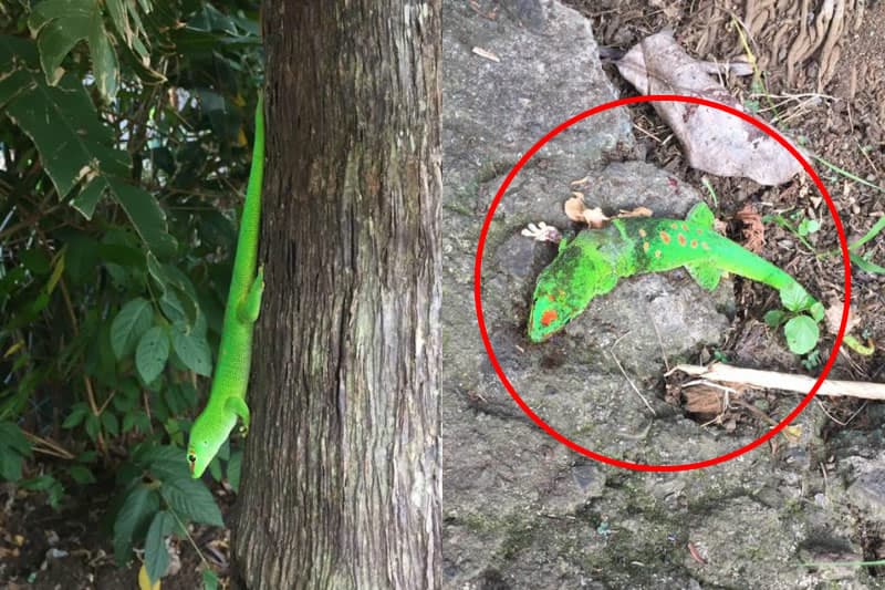 Il zigouille un gecko « invasif » pour protéger nos espèces endémiques