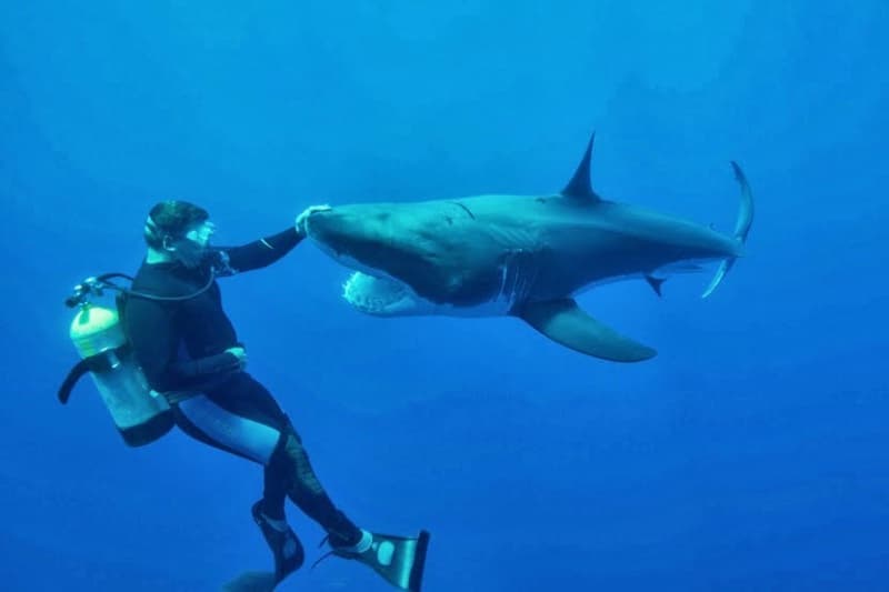 François Sarano : prélever des requins « est insensé »