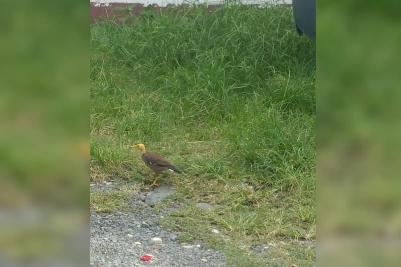Découverte d'un « zoizo tèt'propre » non identifié