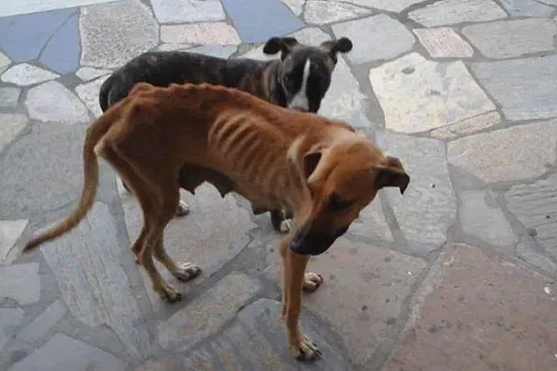 Appel à la générosité pour sauver une chienne à Saint-Louis
