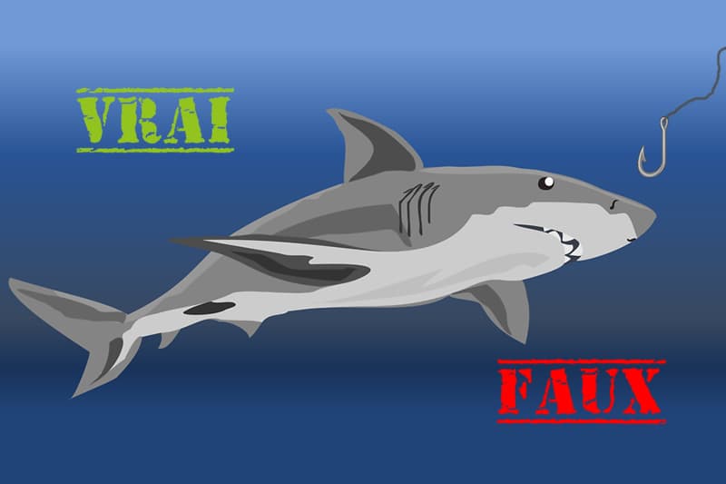 Prélèvement de requin : 4 vérités qui rassurent les défenseurs de la nature