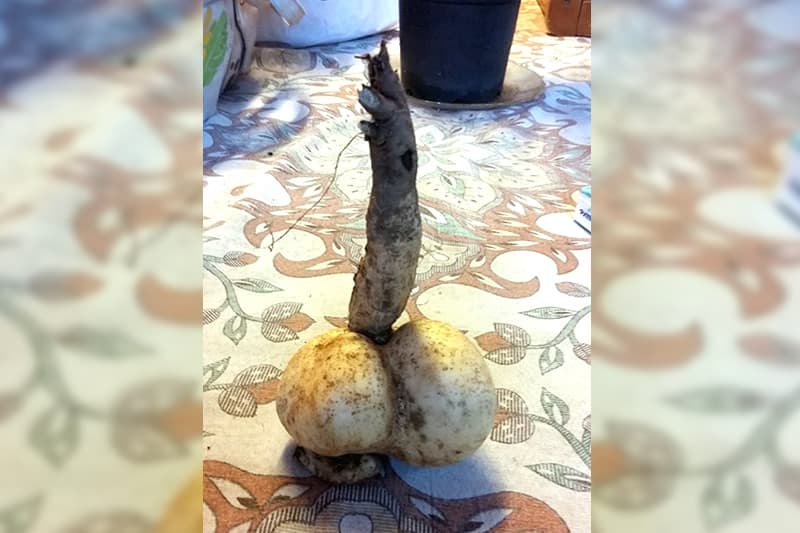 Une patate (bien) douce découverte dans les Hauts de l’île
