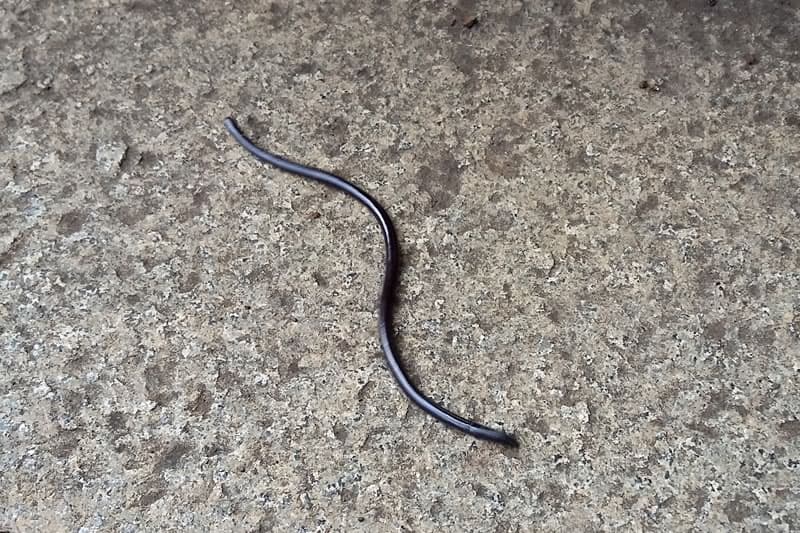 Avez-vous déjà croisé le « ti-serpent » de La Réunion ?