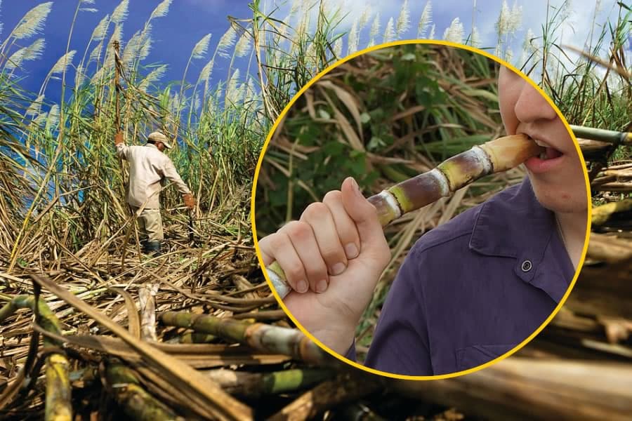 Pensez-vous tout savoir sur la canne à sucre...