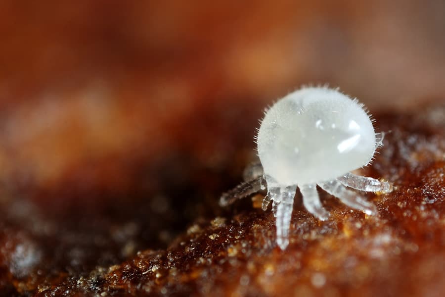 Le combat continue contre le varroa...