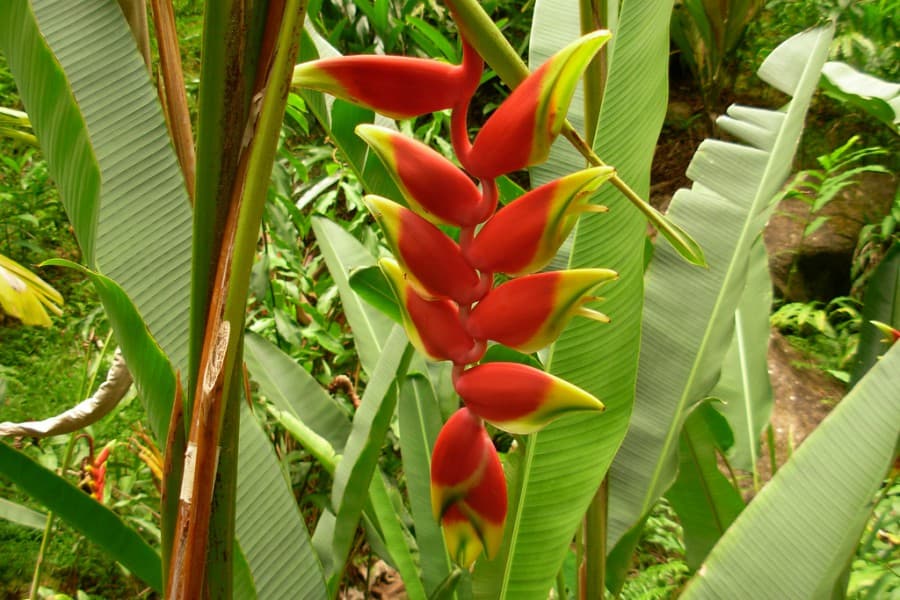 heliconia-rostrata