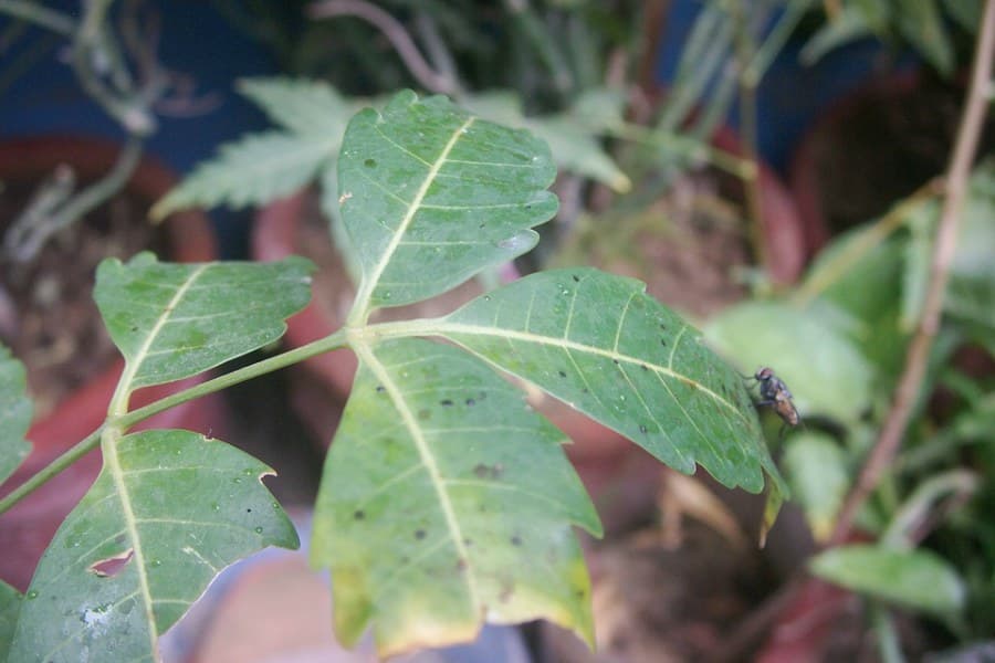Des végétaux aux vertus insecticides à La Réunion