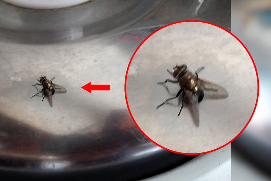 La mouche qui pond dans la marmite à riz