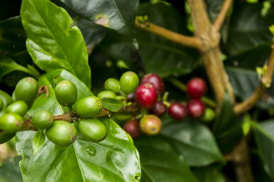 Le changement climatique : un impact sur la production mondiale de café