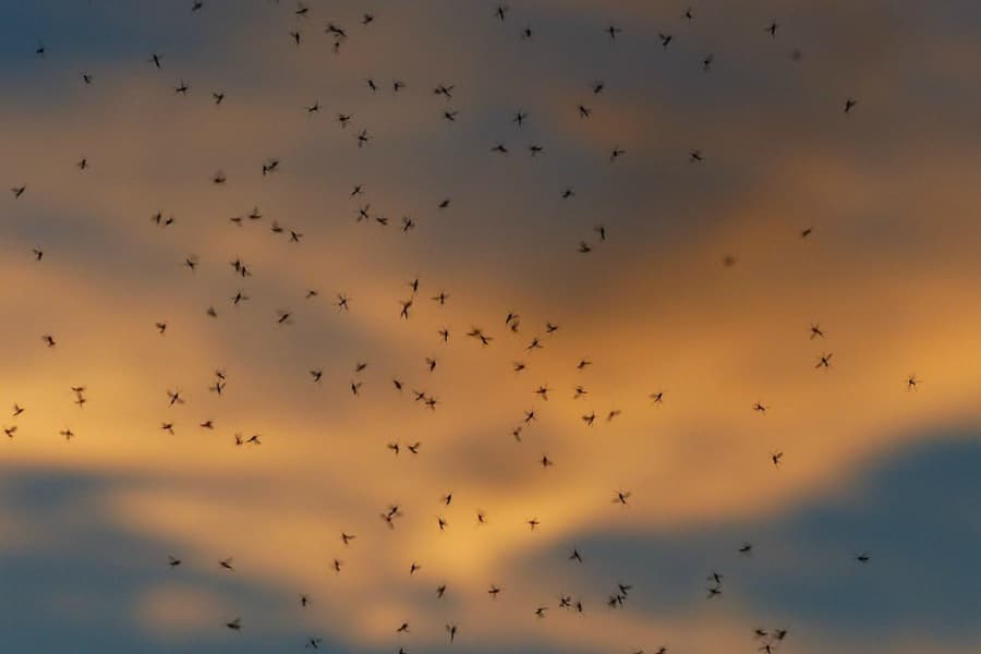 Plus de 400 cas de dengue à La Réunion depuis janvier