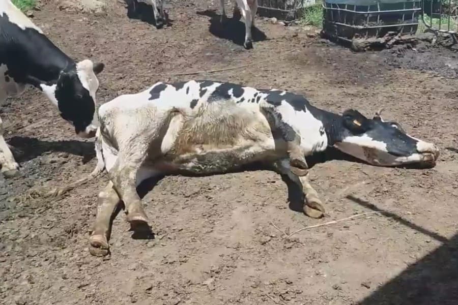 Un éleveur Réunionnais filme en direct une vache qui décède en 3 minutes