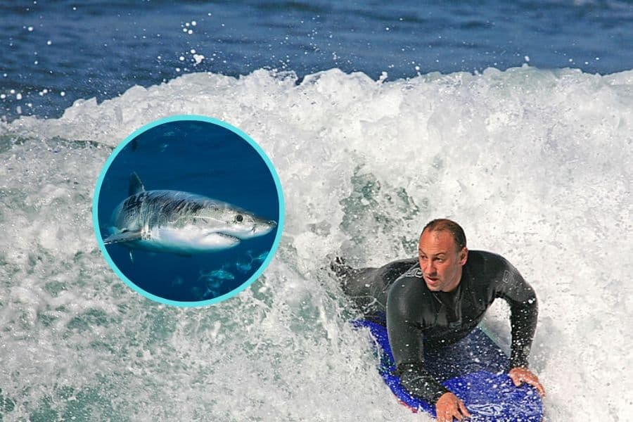 La Réunion en tête du classement des attaques mortelles de requins dans le monde