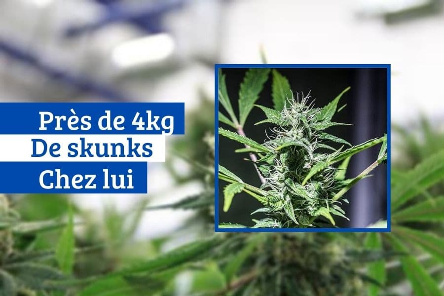 skunk (1)