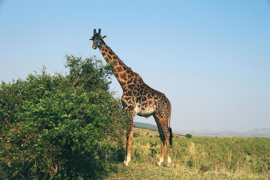 Afrique du Sud : elle tue une girafe pour le plaisir