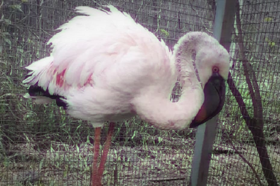 flamant (1)