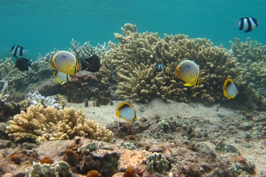 poisson