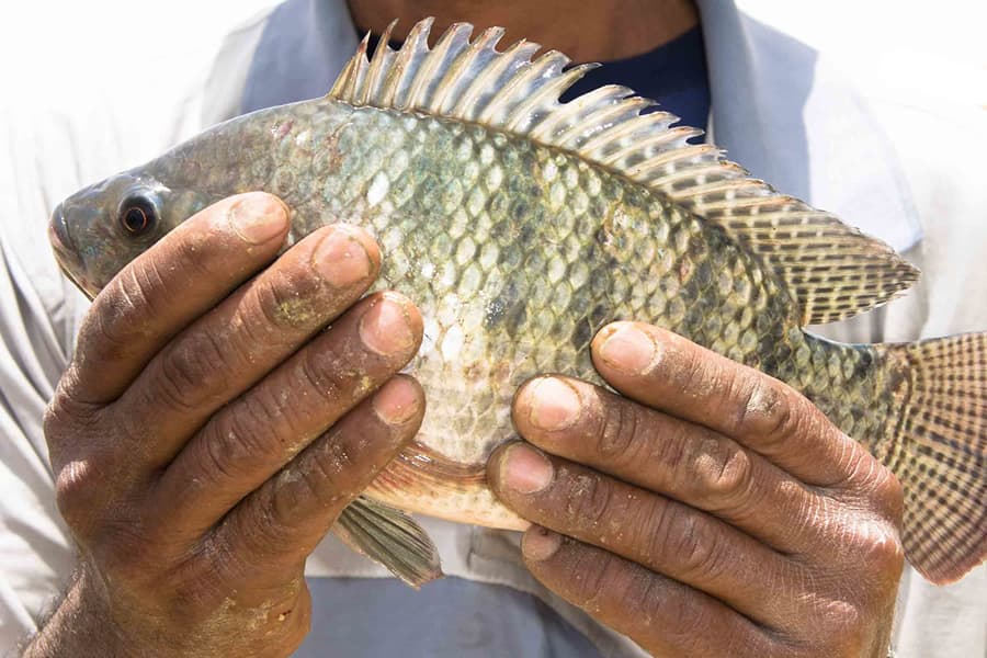 tilapia