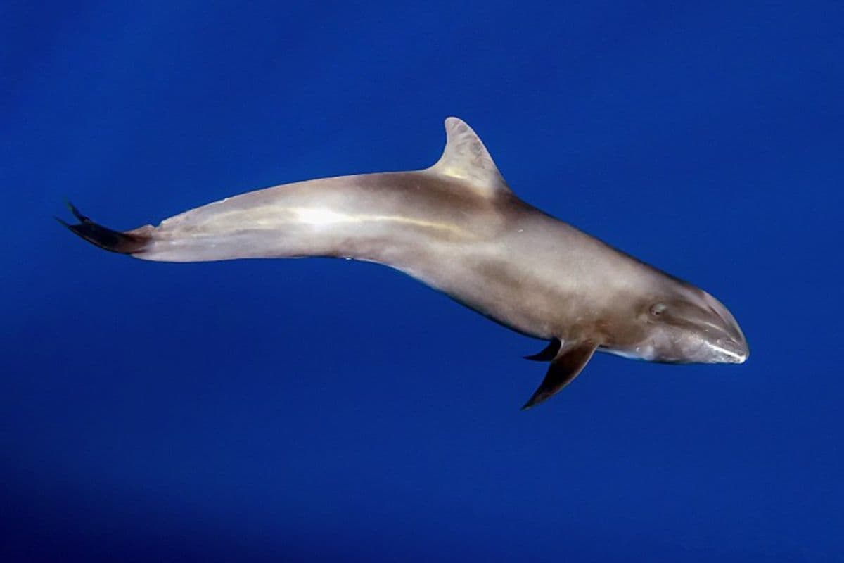 La carcasse d'un dauphin d'électre échouée à Terre-Sainte