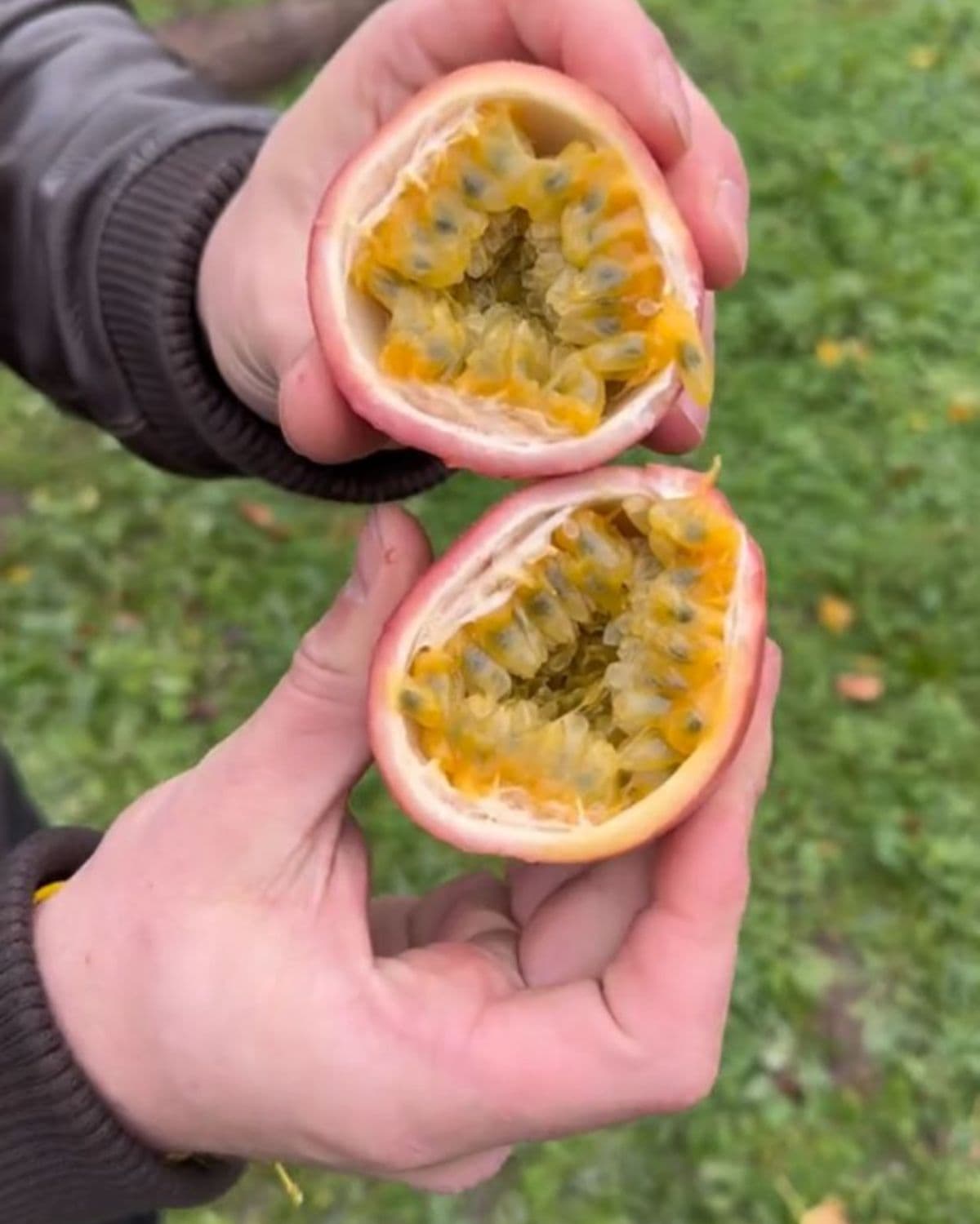 Les fruits de la passion de La Réunion sont bien appréciés par les métropolitains🏝️