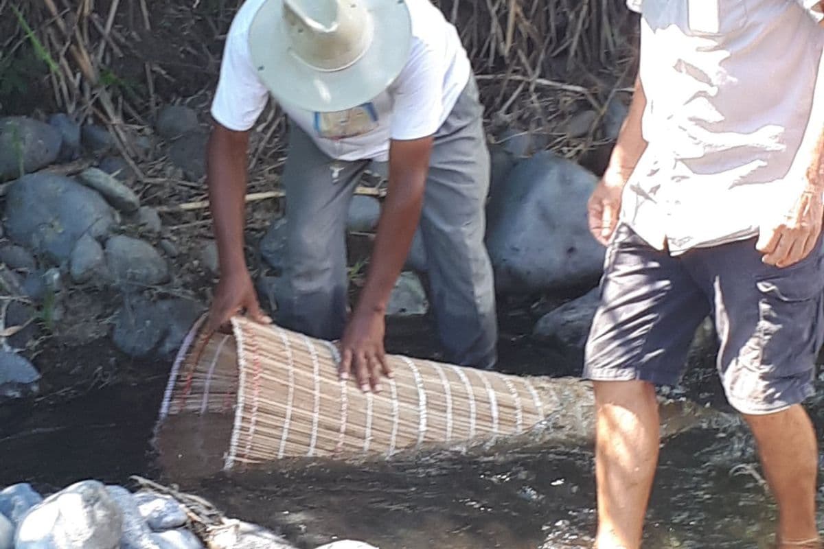 Saison de pêche des bichiques à La Réunion : protéger une ressource rare et convoitée