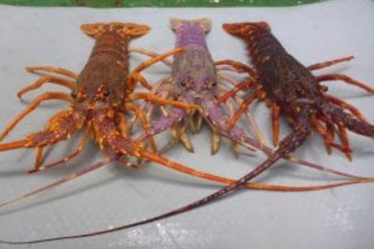 Fermeture annuelle de la pêche à la langouste : pour la durabilité de la pêche et la préservation des écosystèmes