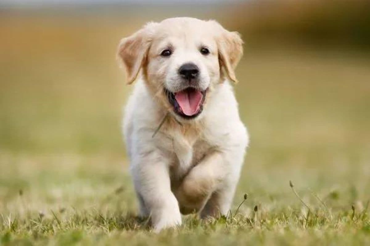 L'abandon des chiens à La Réunion : un fléau persistant