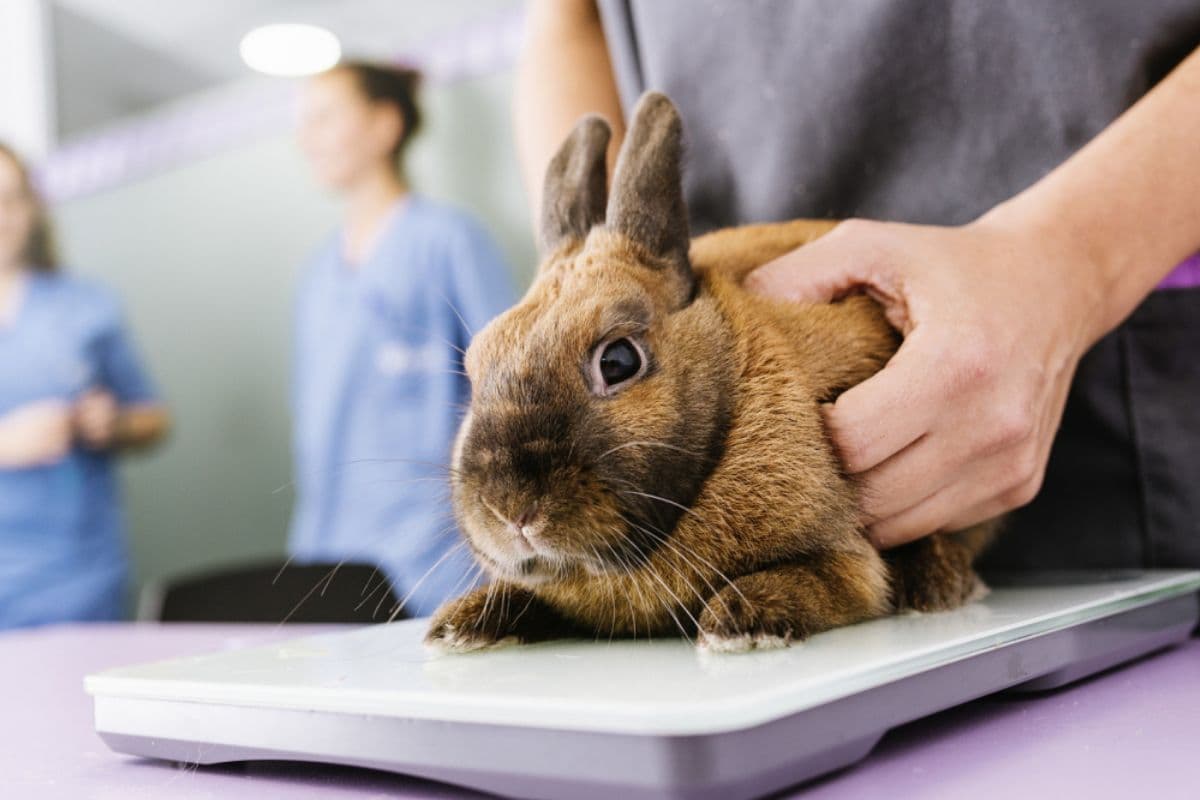 Maladie hémorragique virale du lapin: vaccinez vos lapins