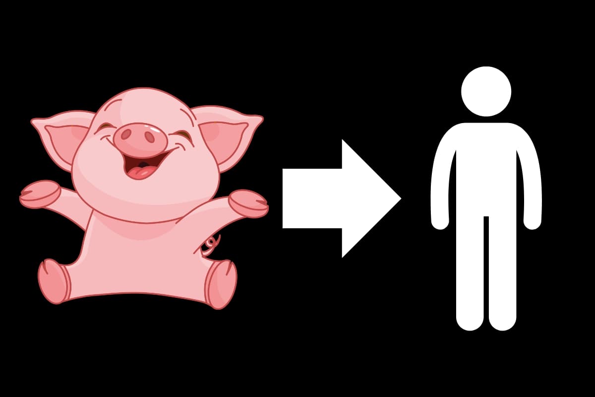 Une première mondiale : un rein de cochon greffé avec succès sur un homme aux États-Unis