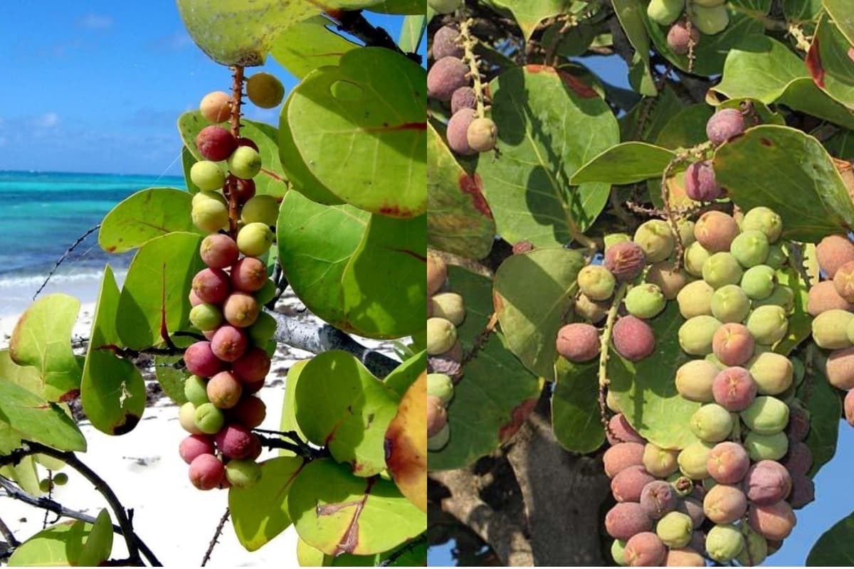 La saison des raisins de mer est de retour à La Réunion !